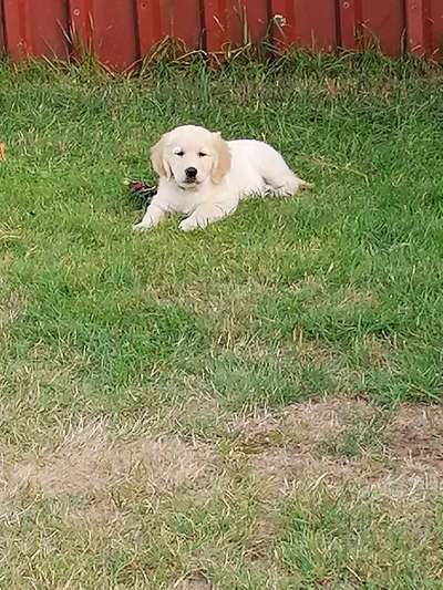 Wo sind die Golden Retriever Liebhaber?-Beitrag-Bild