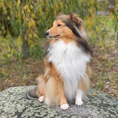 Hundetreffen-Biete: Social Walk, mind. 3 Teilnehmer. Erreichbar unter mi_msz (Insta)-Bild