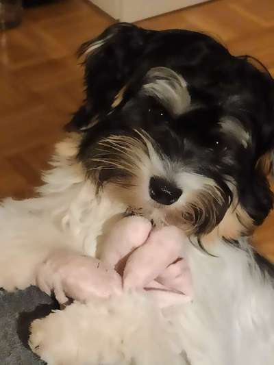 Yorkshire Terrier-Beitrag-Bild