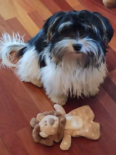 Yorkshire Terrier-Beitrag-Bild