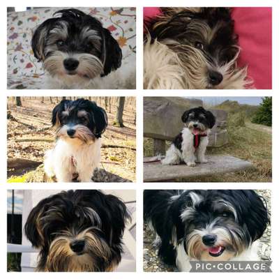 Biewer Yorkshire Terrier-Beitrag-Bild