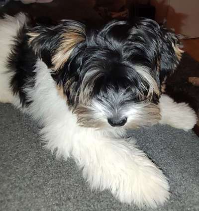 Biewer Yorkshire Terrier-Beitrag-Bild