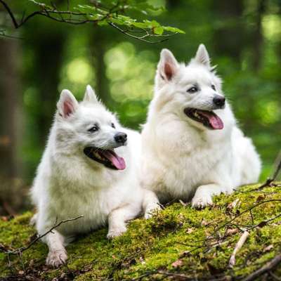 Hundetreffen-Gassi Runden meistens Ca.16.03-Profilbild