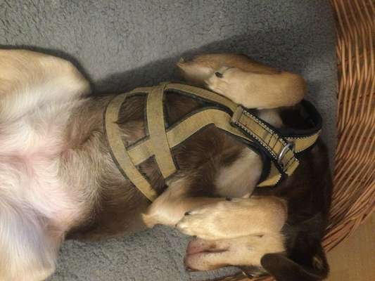 Wie sitzt mein Geschirr?-Beitrag-Bild