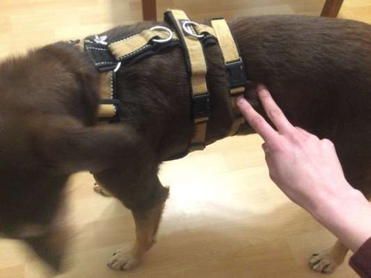 Halsband oder Geschirr?-Beitrag-Bild