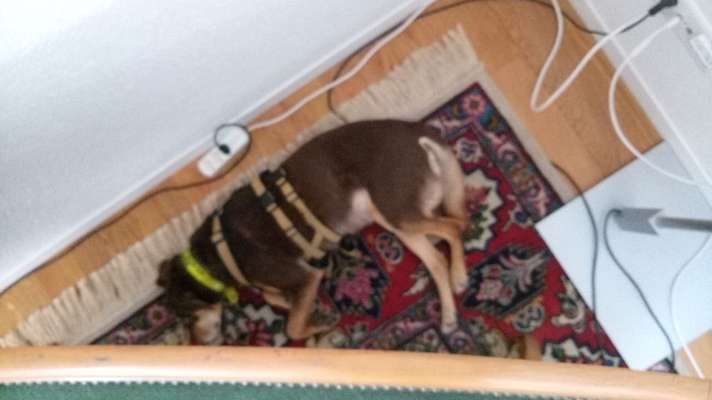 Impulskontrolle Challenge Nr.: 7
         "Gesellschaftsfähig"-Beitrag-Bild