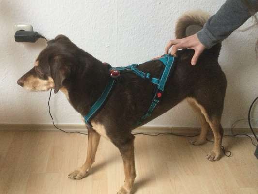 Mantrailing-Beitrag-Bild