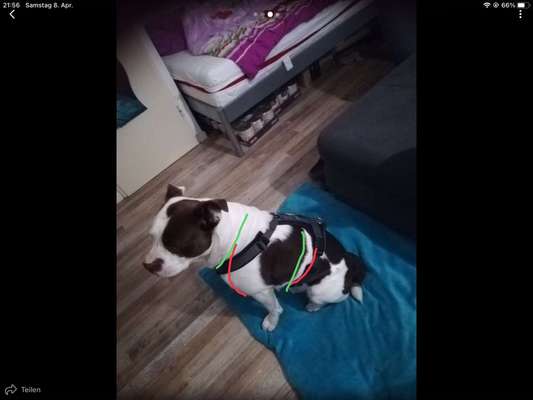 Wie sitzt mein Geschirr?-Beitrag-Bild