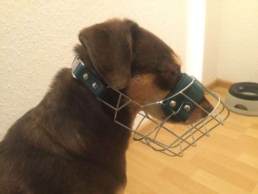 Zeigt mir doch bitte eure Maulkörbe!-Beitrag-Bild