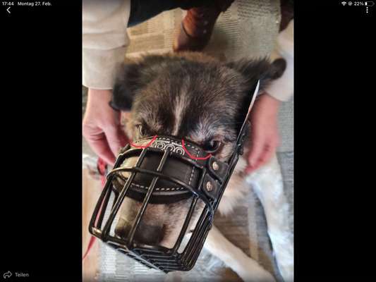 Wie sitzt mein Maulkorb / Maulkorb-Beratung-Beitrag-Bild