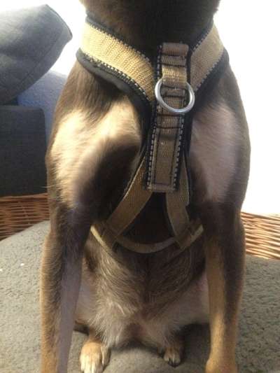 Wie sitzt mein Geschirr?-Beitrag-Bild