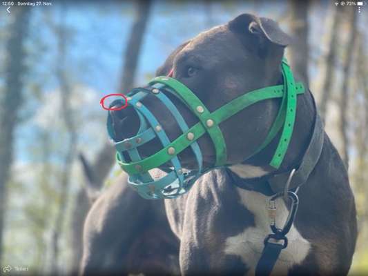 Zeigt mir doch bitte eure Maulkörbe!-Beitrag-Bild