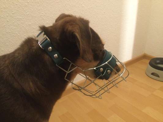 Zeigt mir doch bitte eure Maulkörbe!-Beitrag-Bild