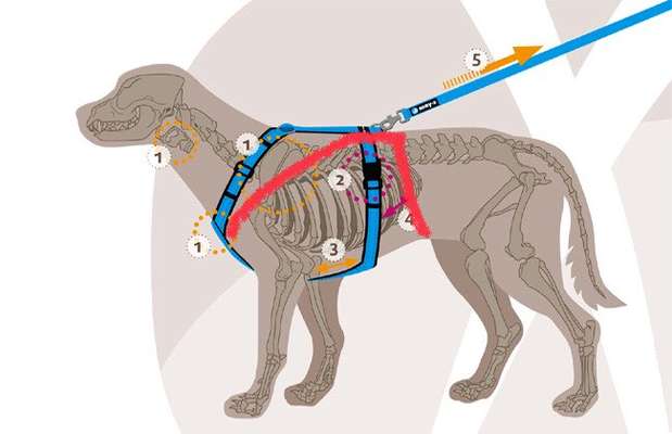 Wie sitzt mein Geschirr?-Beitrag-Bild