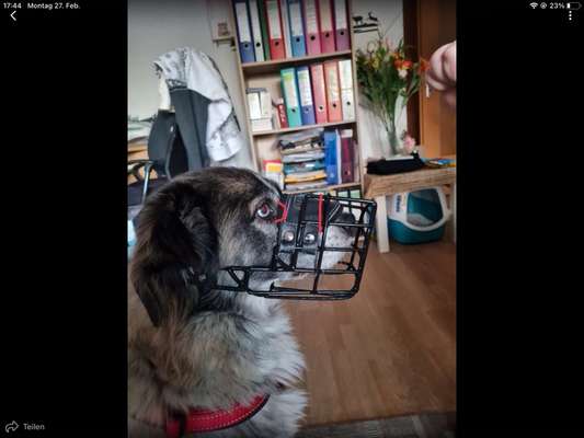 Wie sitzt mein Maulkorb / Maulkorb-Beratung-Beitrag-Bild