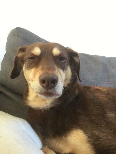 Zeigt eure verrücktesten Hundebilder-Beitrag-Bild