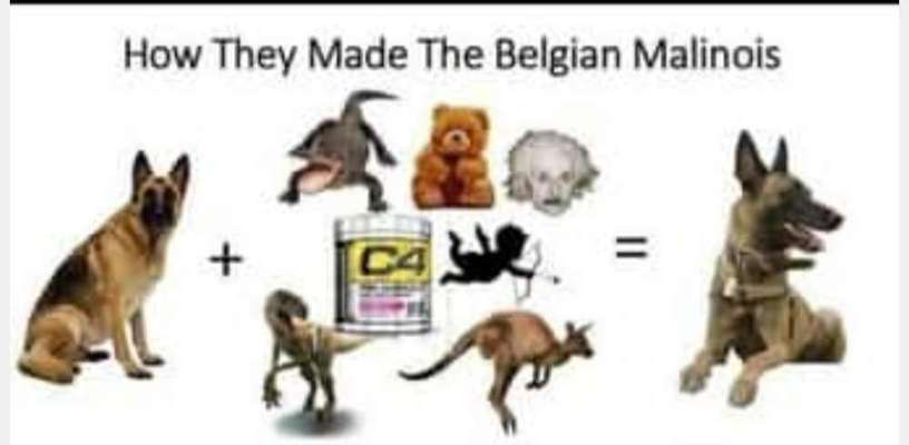 Deutsche Schäferhunde, Belgische Schäferhunde.-Beitrag-Bild