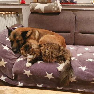 Fotochallenge Nr. 51 "Euer Hund mit anderen Tieren"-Beitrag-Bild