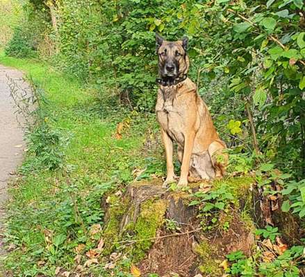 Zeigt eure Malinois!!!-Beitrag-Bild