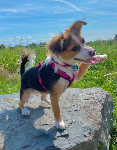 Mischlingshunde Foto Aufruf-Beitrag-Bild