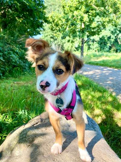 Mischlingshunde Foto Aufruf-Beitrag-Bild