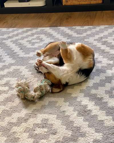 Die Dogorama Wochen Challenge-Beitrag-Bild