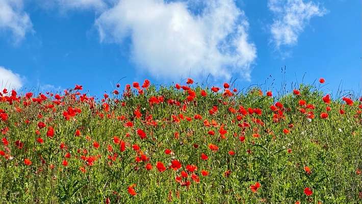 Die wunderschöne Welt mit Hund.-Beitrag-Bild