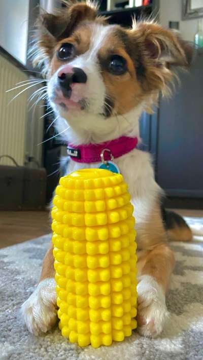 Mischlingshunde Foto Aufruf-Beitrag-Bild