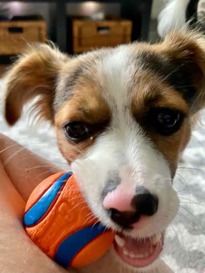 43. Fotochallenge-Zeigt mir eure Ball oder Frisbee verrueckten Hunde-Beitrag-Bild