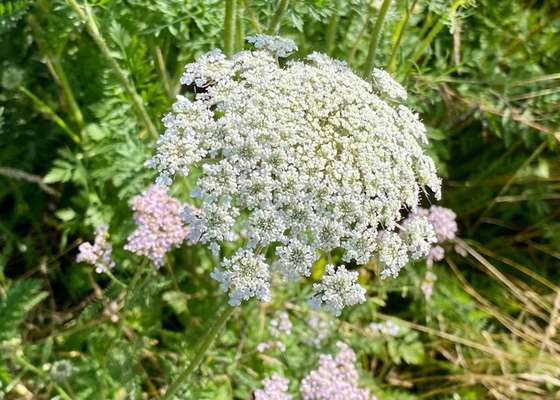 Die wunderschöne Welt mit Hund.-Beitrag-Bild