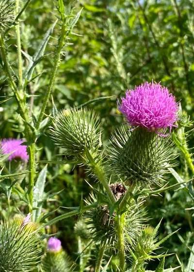 Die wunderschöne Welt mit Hund.-Beitrag-Bild