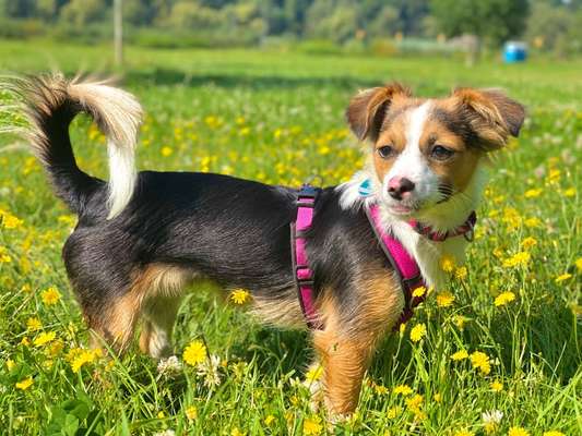 Fotochallange 63: "Dein blühendes Hündchen"-Beitrag-Bild