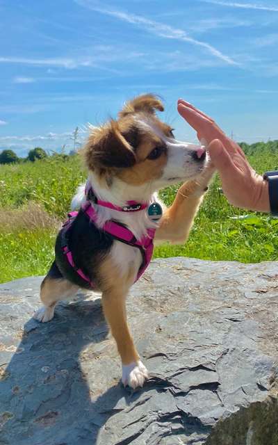 Mischlingshunde Foto Aufruf-Beitrag-Bild