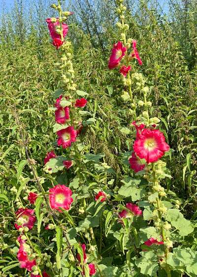 Die wunderschöne Welt mit Hund.-Beitrag-Bild