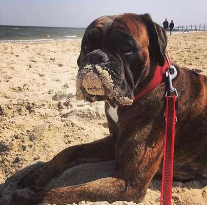 Zeige das lustigste Bild eures Hundis-Beitrag-Bild