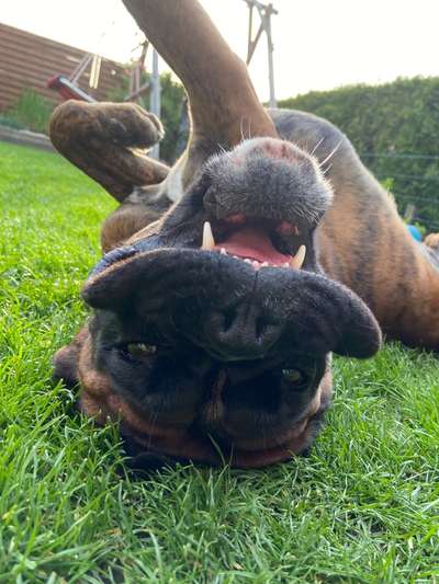 Zeige das lustigste Bild eures Hundis-Beitrag-Bild