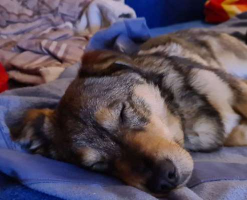 Hundetreffen-Training für Felix-Bild