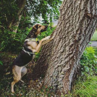 Mischlinge - die beste Rasse die es gibt-Beitrag-Bild