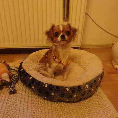 Wo sind die Chihuahua Besitzer ?-Beitrag-Bild