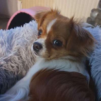 TierschutzhundeStammtisch🐕-Beitrag-Bild