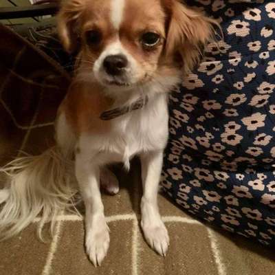 Mischlingshunde Foto Aufruf-Beitrag-Bild