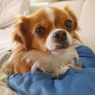 TierschutzhundeStammtisch🐕-Beitrag-Bild