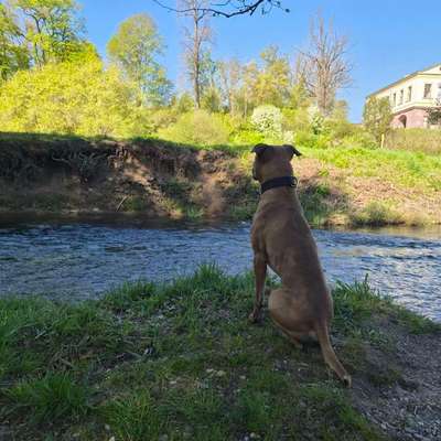 Hundetreffen-Wanderung mit Zelten-Bild