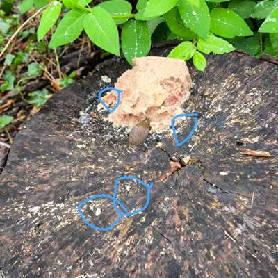 Giftköder-Giftköder in Panoramastraße-Bild