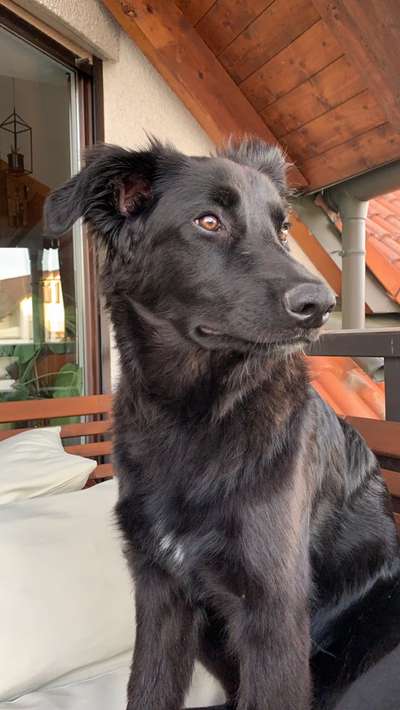 Gibt's hier noch mehr Border Collies???-Beitrag-Bild