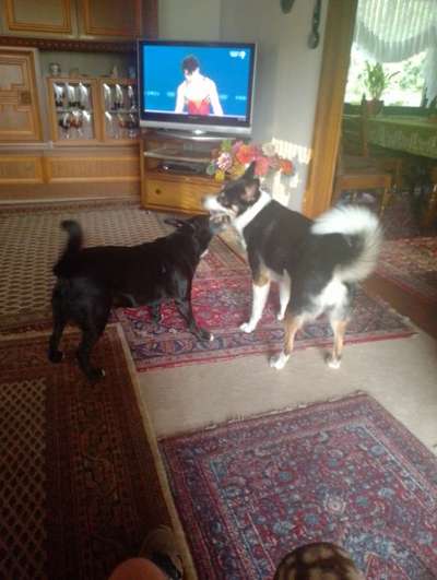 Unsere Fellnasen-Vielfalt im Überblick!-Beitrag-Bild