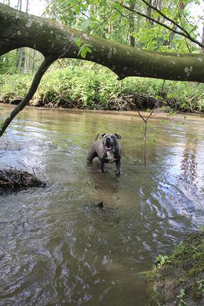 Dogorama-Monats-Challenge-Mai "Wasser"-Beitrag-Bild