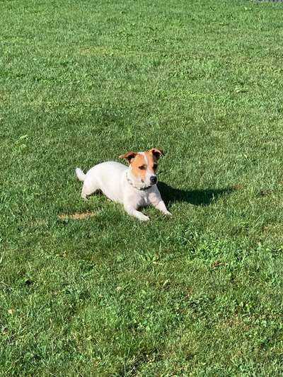 Hundetreffen-Resi sucht Spielkameraden egal ob gross oder klein 🥰-Bild