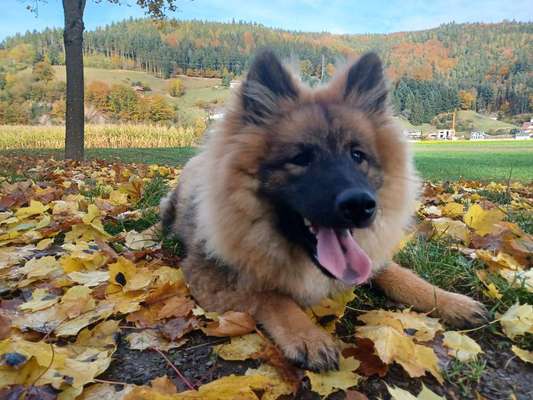 Dogorama Photo Challenge - Einmal lächeln bitte-Beitrag-Bild