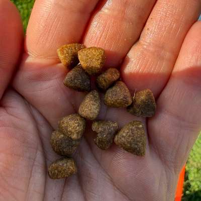 Giftköder-⚠️ Verdacht auf Giftköder in Gronau-Bild